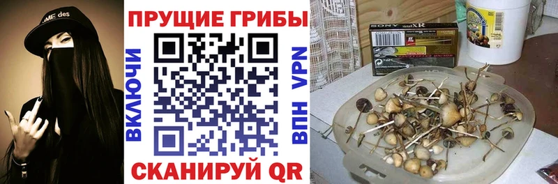 Купить  Томмот  Галлюциногенные грибы Cubensis 